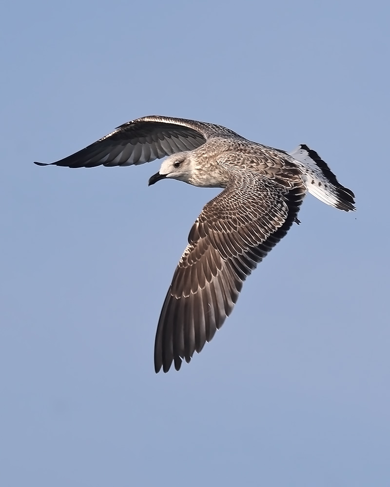 Yellow-legged gull